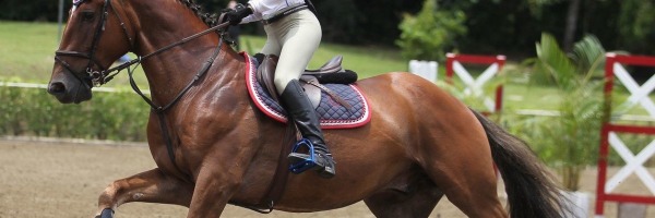 Rentrée Equitation: Trouvez des bottes à vos mesures 